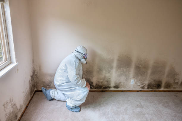 Best Mold Damage Repair  in Sutherland, NE