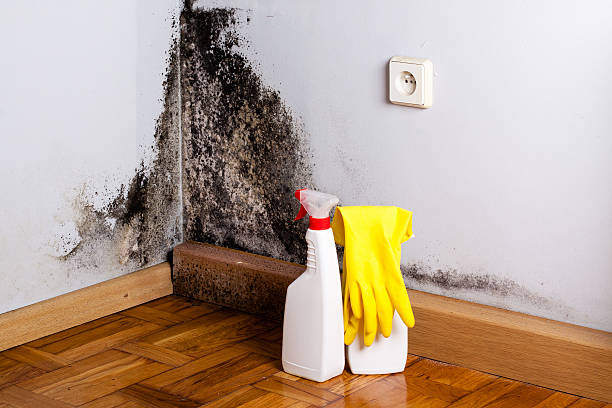 Best Mold Remediation  in Sutherland, NE