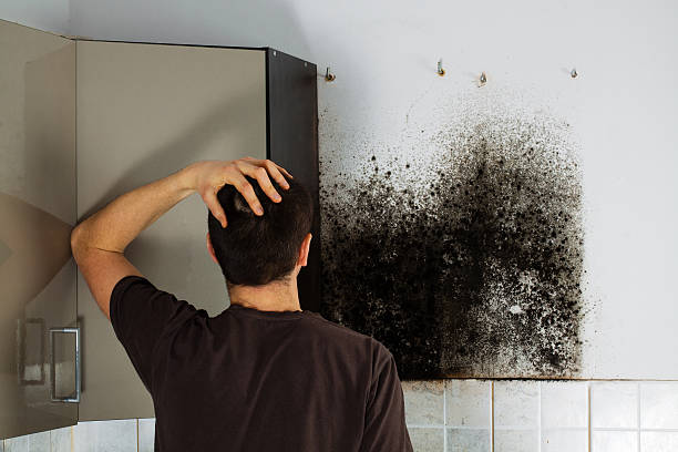 Best Toxic Mold Removal  in Sutherland, NE
