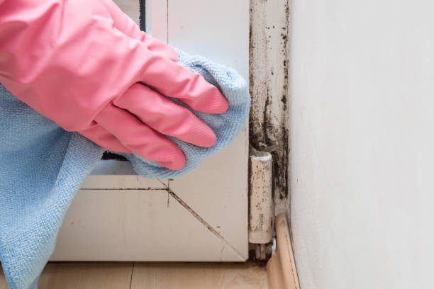 Professional Mold Removal in Sutherland, NE